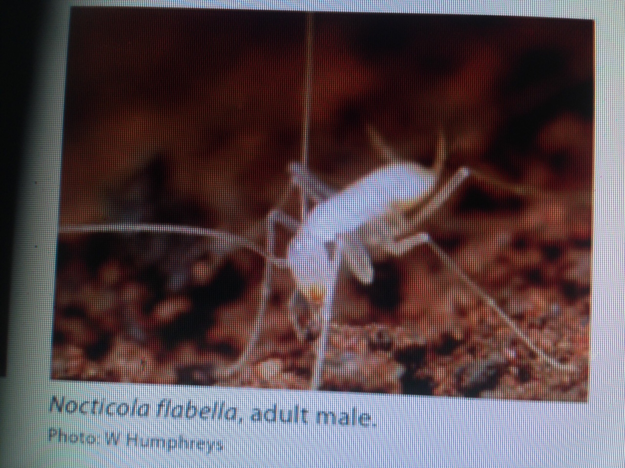 predatory like modern cave dweller roach | Mantid Forum - Mantis Pet ...